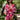  Suit model 212854 LaBalancia 