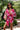  Suit model 212854 LaBalancia 